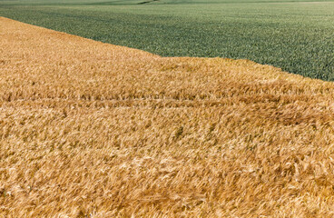 agricultural field with mature golden yellow cereals