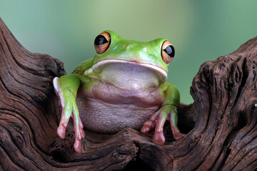 White lipped tree frog, green tree frogs - Powered by Adobe