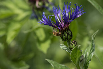 Centaurea cyanus, commonly known as cornflower or bachelor's button.