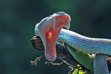 Blue viper snake closeup on branch,blue insularis,Trimeresurus Insularis