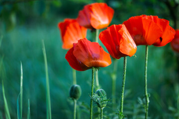 poppy flowers in the field