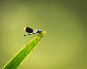 Libelle beim Marchfeldkanal, Wien, &Ouml;sterreich