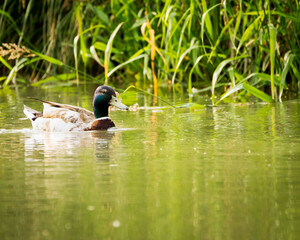 Ente im Marchfeldkanal, Wien, Österreich
