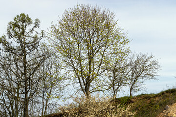 flowering maple in the springtime of the year
