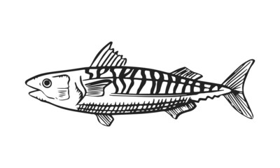 Vector sketch illustration of sea fish. Outline sihouette of mackerel. Black engraving. Hand drawn underwater animal isolated on white