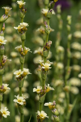 Sisyrinchium striatum, ornamental garden flower. 