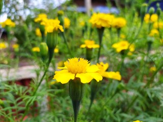 yellow dandelions in the grass