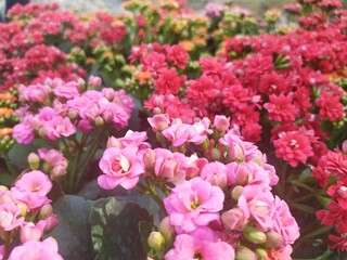 pink and white flowers