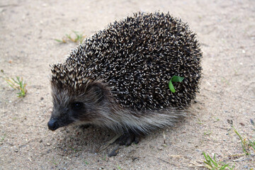 European teen hedgehog on the sand.