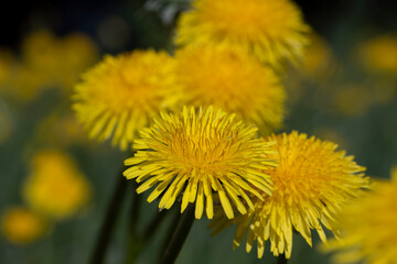 spring flowers dandelions on the field during blooming