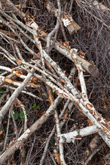 felled and dried branches and trunks of birch trees during logging