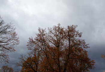 yellowed maple foliage on trees in the autumn season
