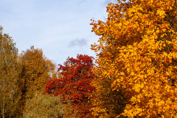 yellowed maple foliage on trees in the autumn season