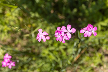 Fototapeta premium Slovakia summer nature green tree blue sky flower