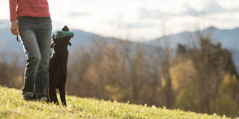 Labrador retriever dog sitting by her owner holding a dummy in her mouth