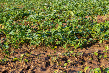 a field with plants sown for the winter in the field