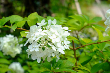 ノリウツギの白い花