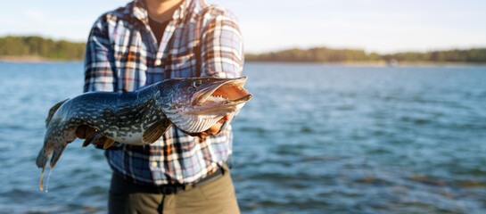 angler holding big pike fish in hands on lake background. banner with copy space - obrazy, fototapety, plakaty