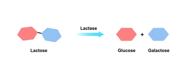 Fotobehang Lactase enzyme Effect On Lactose Sugar Molecule. Lactose Hydrolysis. Vector Illustration. © Ali