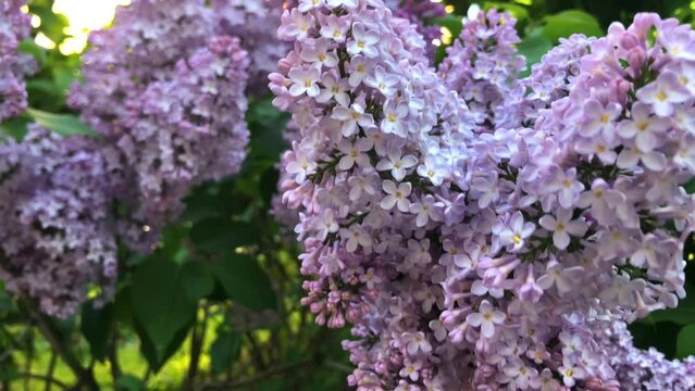 Purple lilac flowers are close. A beautiful tree blooming in early summer.