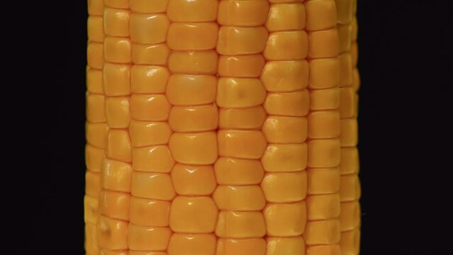 An appetizing cob of boiled corn rotates on a black background. Golden corn close-up.