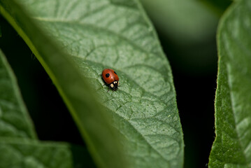 Asian lady beetle on the leaf.