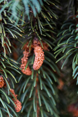 Young cones against the background of green spruce branches, shallow depth of field, selective focus