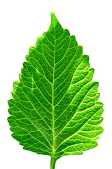 Large leaf close up isolated with clipping path