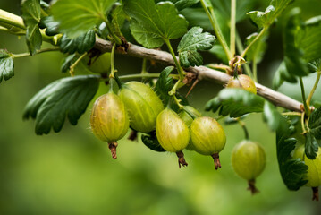 Green gooseberries on the green background.