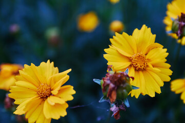 yellow flowers in the garden