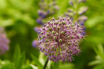 A ball of allium nutans with many stamens on a background of foliage and flowers on a blurry background. Macro photography. Selective focus.