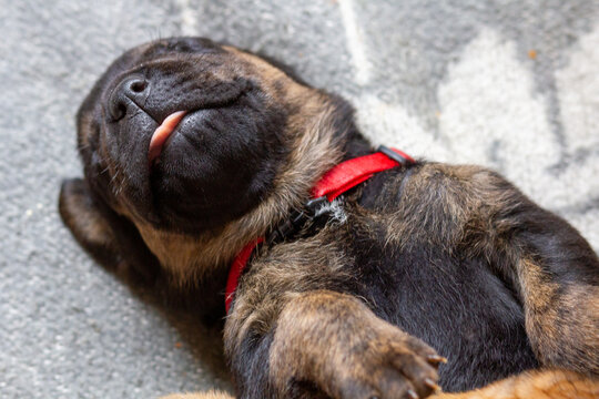 Babyhund, junger Hunde schlafend, liegend mit Zunge aus dem Maul, sehr putzig, niedlich und s&uuml;&szlig;
