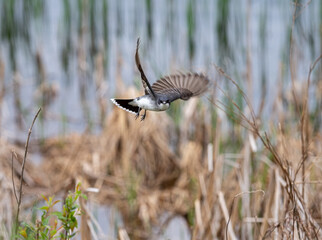An Eastern Kingbird takes flight 