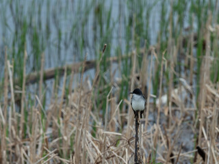 An Eastern Kingbirds perched on a dried plant