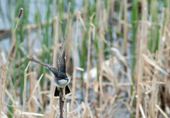 An Eastern Kingbird takes wing