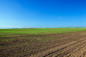 agricultural field on which green wheat grows