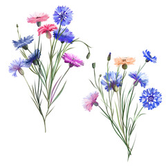 Bouquets of colorful cornflowers, isolated illustration on white background