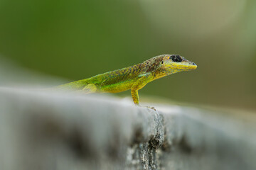 Anolis extremus - Barbados anole lizard native to Barbados, introduced to Saint Lucia and Bermuda. Previously treated as a subspecies of Martinique anole, A. roquet, blue-gray head with blue eyelids