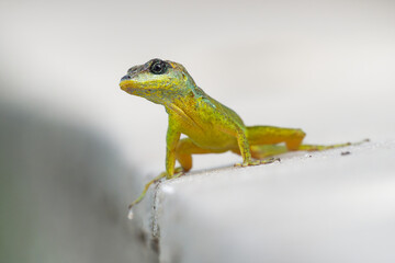 Anolis extremus - Barbados anole lizard native to Barbados, introduced to Saint Lucia and Bermuda. Previously treated as a subspecies of Martinique anole, A. roquet, blue-gray head with blue eyelids