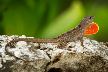 Foto op Canvas Brown Anole - Anolis sagrei also Cuban brown or De la Sagra anole, lizard in Dactyloidae, native to Cuba and Bahamas, widely introduced in Florida, Hawaii, Caribbean islands, Mexico, Taiwan © phototrip.cz