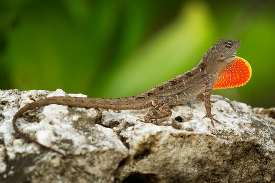 Brown Anole - Anolis sagrei also Cuban brown or De la Sagra anole, lizard in Dactyloidae, native to Cuba and Bahamas, widely introduced in Florida, Hawaii, Caribbean islands, Mexico, Taiwan