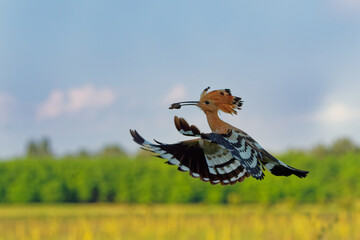Eurasian Hoopoe (Upupa epops) feeding it's chicks captured in flight. Wide wings, typical crest and prey in the beak. Hunting insect, lizard, gecko, spiders, grub, maggot and worms © phototrip.cz