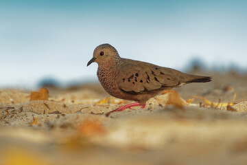 Common Ground-dove - Columbina passerina small bird southern United States, Central America, the Caribbean and northern South America, smallest dove in U.S., ground walking bird