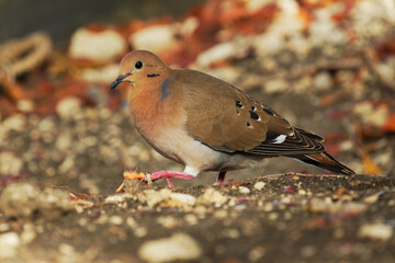 Zenaida Dove - Zenaida aurita bird in Columbidae, doves and pigeons, national bird of Anguilla as turtle dove, similar to Mourning dove, breeds throughout the Caribbean and Yucatan Peninsula