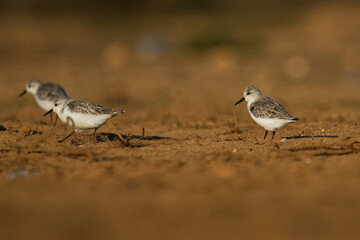 Sanderling - Calidris alba small wading bird, walking, feeding, on the atlantic sandy coast, circumpolar Arctic breeder, long-distance migrant, wintering south to South America, South Europe, Africa