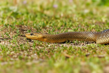 Aesculapian Snake - Zamenis longissimus, Elaphe longissima, nonvenomous olive green and yellow snake native to Europe, Colubrinae subfamily of family Colubridae. Resting on the grapevine in vineyard