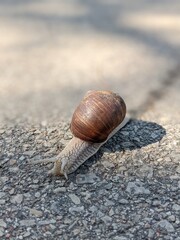 big snail on the asphalt in sunny day
