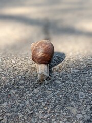 big snail on the asphalt in sunny day