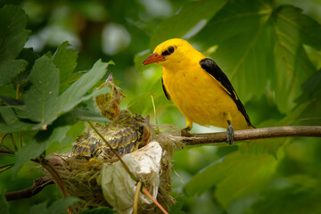 Eurasian Golden Oriole (Oriolus oriolus - male) sitting near the nest with the young bird, shy bird with typical oriole black and yellow plumage, green leaves in background of the nest