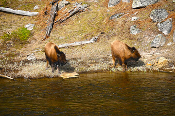Bison calves Yellowstone National Park